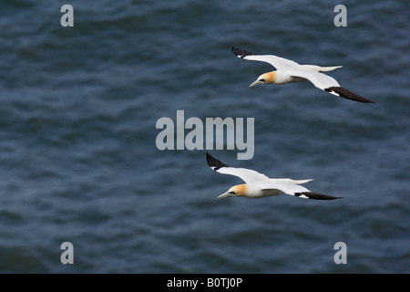 Northern Gannet Morus bassanus in flight at Bempton cliffs RSPB reserve West Yorkshire Stock Photo