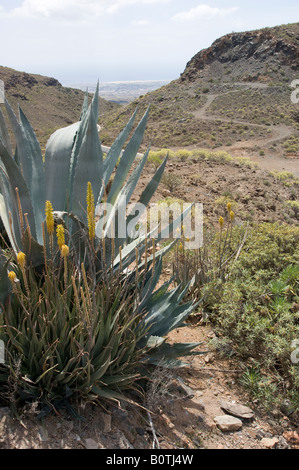 Gran Canaria - Barranco de Fataga view from Mirador south of Arteara north of Maspalomas on route 520 Stock Photo