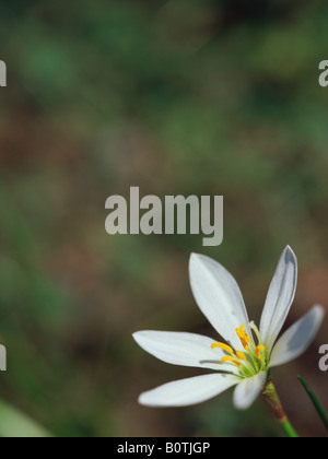 Fairy lily, zephyranthes candida Stock Photo