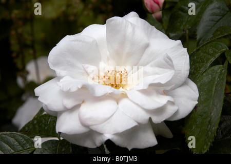 Pearl Drift rose in Regent's Park, London Stock Photo