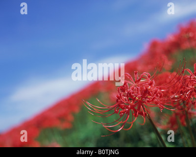 Red spider lily, lycoris radiata Stock Photo