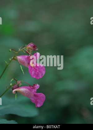 Touch-me-not flowers Stock Photo