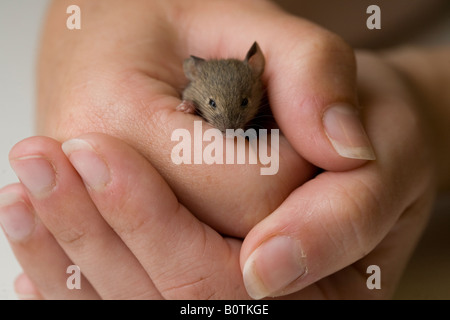 A long-tailed field mouse in the hands of a veterary nurse Picture by James Boardman Stock Photo
