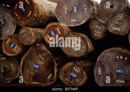 Cote d'Ivoire - Abidjan - Export timber Stock Photo - Alamy
