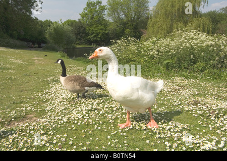 Domestic Goose and Canada Goose Stock Photo