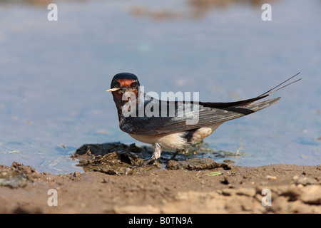 Barn Swallow Hirundo rustica at puddle collecting mud Sutton Bedfordshire Stock Photo