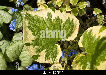 Tiny sky blue flowers and variegated leaf pattern of Brunnera macrophylla Dawsons White in May Stock Photo