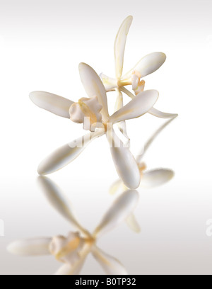 white vanilla flower , vanilla planifolia,, close up isolated on a white background, against white Stock Photo