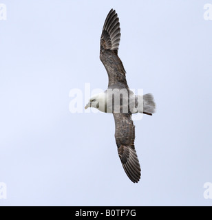 Fulmar Fulmarus glacialis in flight Bempton cliffs Yorkshire Stock Photo