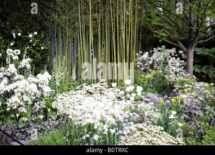 bamboo in DAILY TELEGRAPH Garden Chelsea Flower Show 2008 Stock Photo