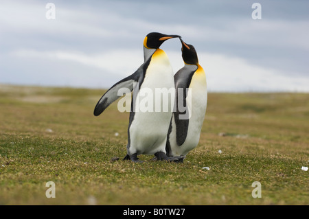 Two King Penguins in courtship and running together. Volunteer Point, Falkland Islands. Stock Photo