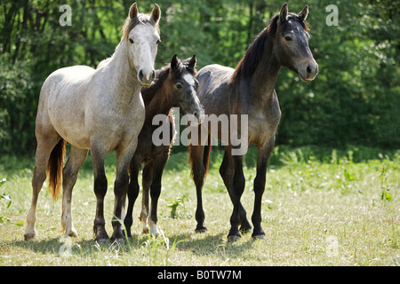 two connemaras with foal - standing on meadow Stock Photo
