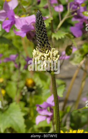 Ribwort Plantain, plantago lanceolata Stock Photo