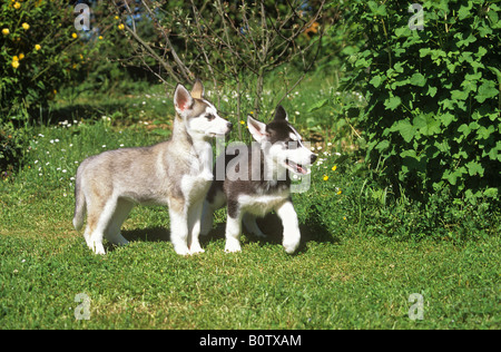 husky - two puppies standing on meadow Stock Photo