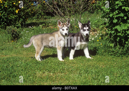 husky - two puppies standing on meadow Stock Photo