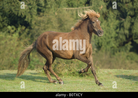 icelandic horse - galloping on meadow Stock Photo
