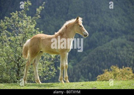 haflinger foal - standing on meadow Stock Photo