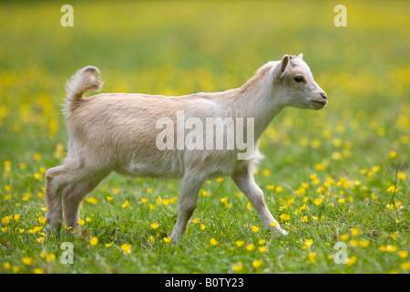 domestic Pygmy Goat Stock Photo