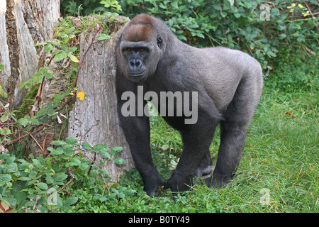 Western Lowland Gorilla (Gorilla gorilla gorilla). Adult in a zoo, standing Stock Photo