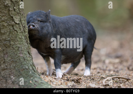 Vietnamese Pot bellied Pig rubbing at a tree - Sus scrofa Stock Photo