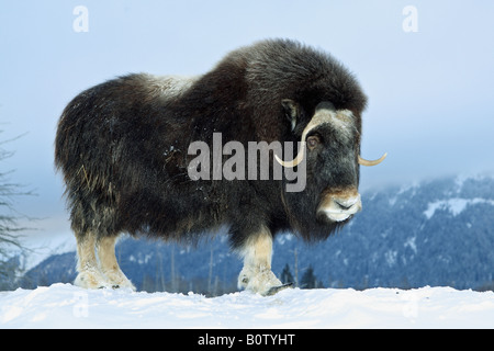 Muskox (Ovibus moschatus). Adult bull standing in snow Stock Photo