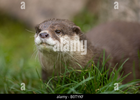Oriental Small-clawed Otter - Amblonyx cinereus Stock Photo