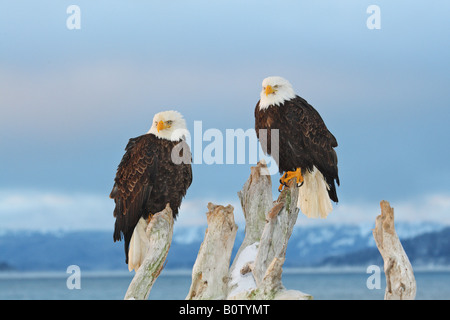 two Bald eagles - sitting on root Stock Photo