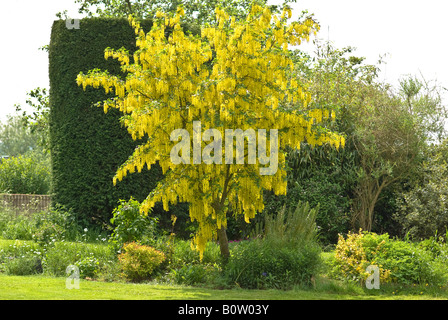 Glorious flowering Laburnum x watereri Vossii in May showing its beauty against darker conifer Stock Photo