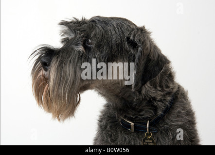 Schnauzer Dog Profile Stock Photo