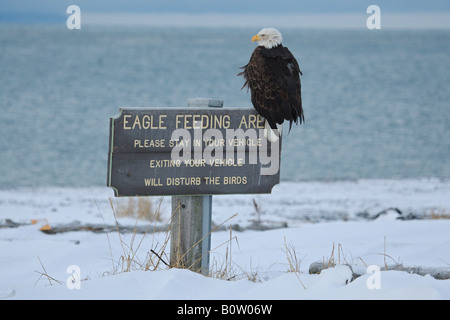 Bald eagle - sitting on sign / Haliaeetus leucocephalus Stock Photo