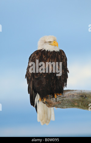 Bald eagle on twig / Haliaeetus leucocephalus Stock Photo