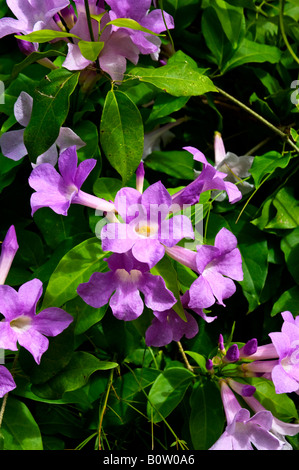 a tropical plant set with clusters of small pinkish  trumpet shaped flowers among deep green leaves Stock Photo