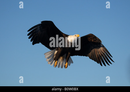 Bald Eagle (Haliaeetus leucocephalus). Adult in flight