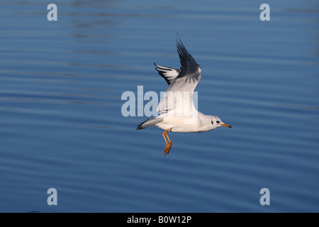 Black-headed Gull - flying / Larus ridibundus Stock Photo