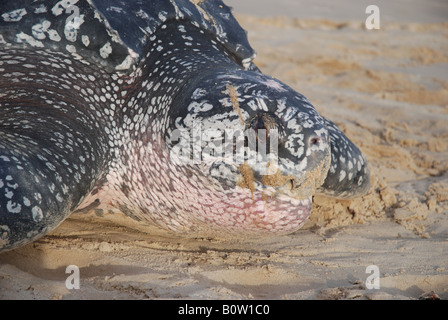 Leatherback sea turtle laying eggs on the beach, Dermochelys coriacea ...