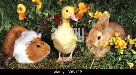 animal friendship : guinea pig , duckling and dwarf rabbit Stock Photo