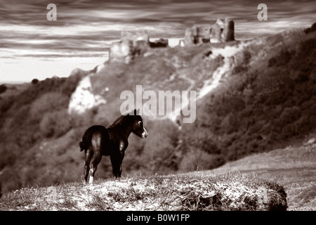 this is a photograph of a lone fowl in the three clifs valley in parmill on the gower peninsula. Pennard castle is behind Stock Photo