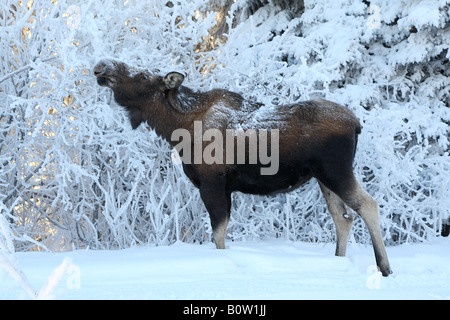 Moose (Alces alces)  standing in snow while eating twigs Stock Photo