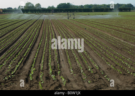 Irrigating lettuce plants Pocklington Yorkshire Stock Photo