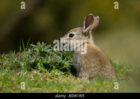 Young rabbit (Oryctolagus cuniculus) on an early spring afternoon Stock Photo