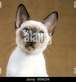 Siamese Cat. Portrait of adult cat Stock Photo