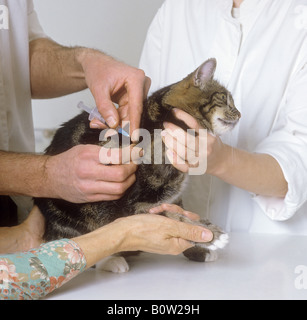 veterinary : cat getting injection Stock Photo - Alamy