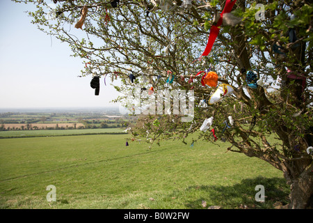 Fairy Trees, Hill of Tara, County Meath, Ireland Stock Photo - Alamy