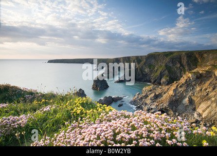 North Cornwall coast with spring flowers on cliffs overlooking Bedruthan Steps, Dramatic landscape Stock Photo