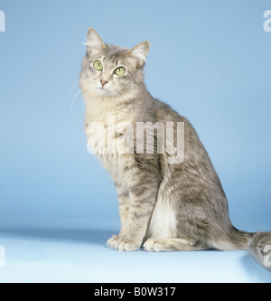 Siberian forest cat - sitting lateral Stock Photo