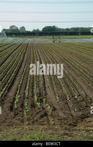 Crop sprayer irrigation of lettuce crop, East Yorkshire, UK Stock Photo