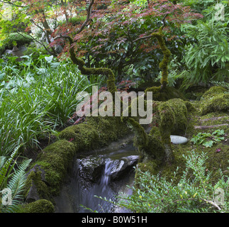 Acquired a moss curved branches above a small falls in Japanese garden in the big park Stock Photo