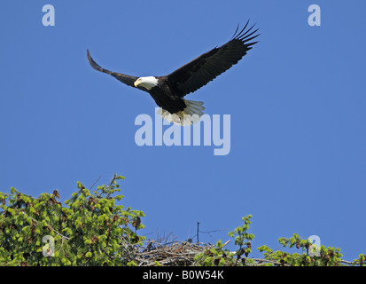 American Bald Eagle in Flight and coming in to land at its tree top nest this bird has become a National Symbol for USA United S Stock Photo