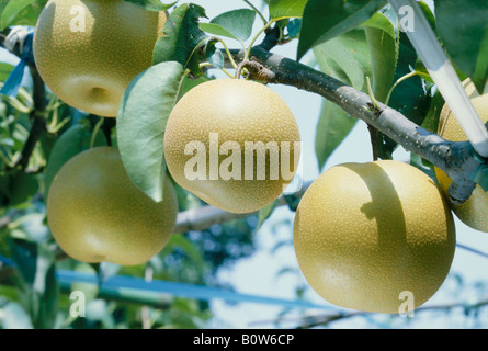Nashi pears Stock Photo