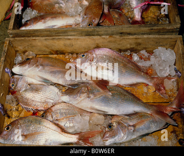 Snapper Stock Photo